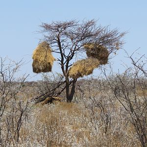 Community Weaver Nest at Etosha National Park