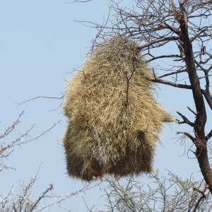 Community Weaver Nest at Etosha National Park