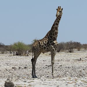 Giraffe at Etosha National Park