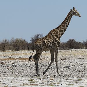 Giraffe at Etosha National Park