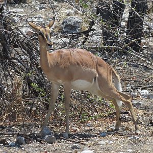 Black-Faced Impala at Etosha National Park