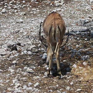 Black-Faced Impala at Etosha National Park