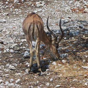 Black-Faced Impala at Etosha National Park