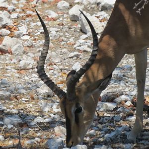 Black-Faced Impala at Etosha National Park