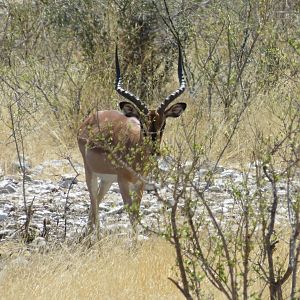 Black-Faced Impala at Etosha National Park