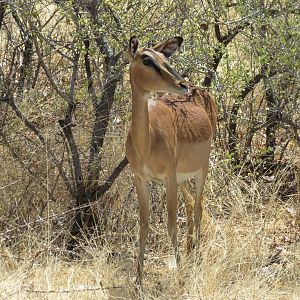 Black-Faced Impala at Etosha National Park