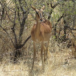 Black-Faced Impala at Etosha National Park