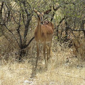 Black-Faced Impala at Etosha National Park