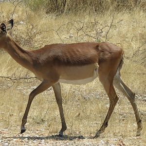 Black-Faced Impala at Etosha National Park