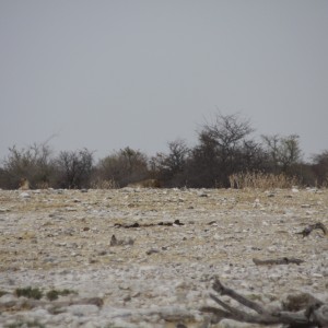 Lion at Etosha National Park