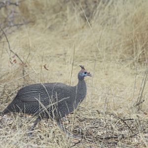 Guineafowl