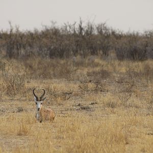 Springbok at Etosha National Park