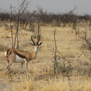 Springbok at Etosha National Park