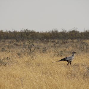 Secretary Bird at Etosha National Park