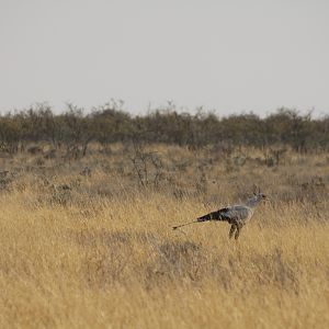 Secretary Bird at Etosha National Park