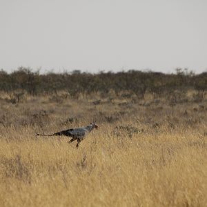 Secretary Bird at Etosha National Park