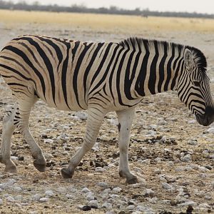 Zebra at Etosha National Park