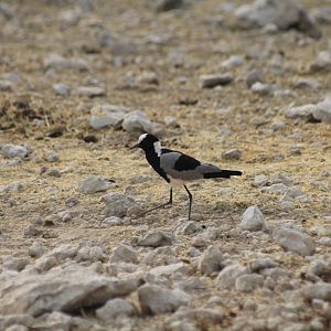 Etosha National Park