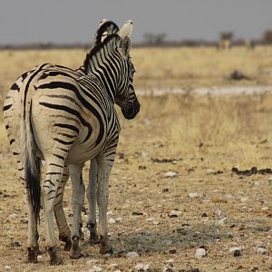 Zebra at Etosha National Park