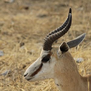 Springbok at Etosha National Park