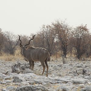 Greater Kudu at Etosha National Park