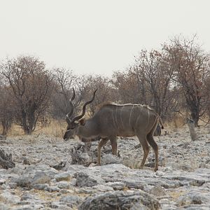 Greater Kudu at Etosha National Park