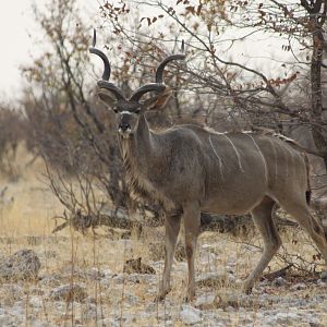 Greater Kudu at Etosha National Park