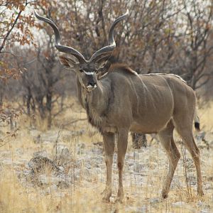 Greater Kudu at Etosha National Park