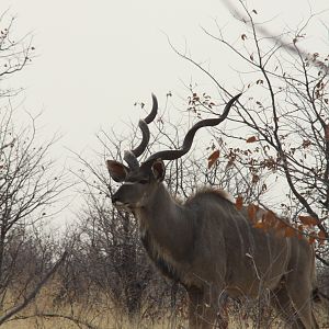 Greater Kudu at Etosha National Park