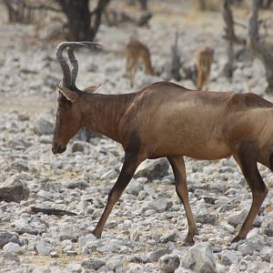 Red Hartebeest at Etosha National Park