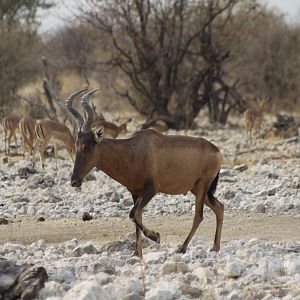 Red Hartebeest at Etosha National Park