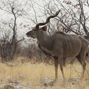 Greater Kudu at Etosha National Park