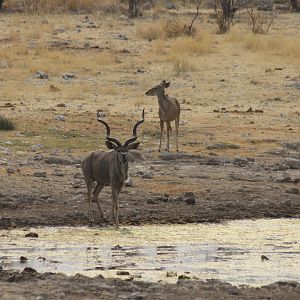 Greater Kudu at Etosha National Park