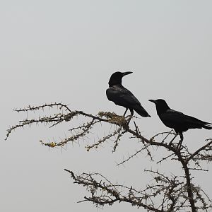 Etosha National Park