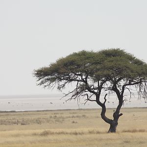 Etosha National Park