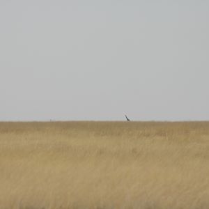 Giraffe at Etosha National Park