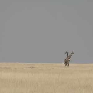 Giraffe at Etosha National Park