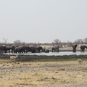 Etosha National Park