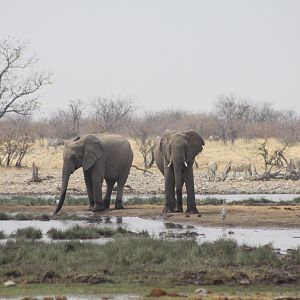 Elephant at Etosha National Park