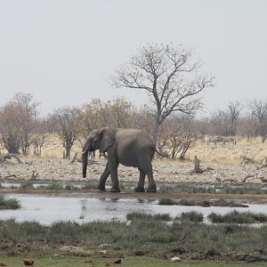 Elephant at Etosha National Park