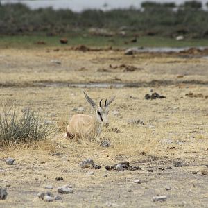 Etosha National Park