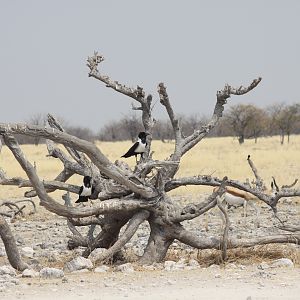 Etosha National Park