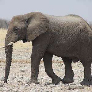 Elephant at Etosha National Park