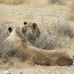 Lion at Etosha National Park