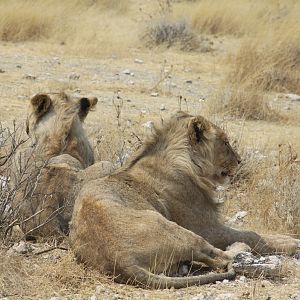 Lion at Etosha National Park