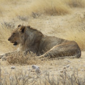 Lion at Etosha National Park