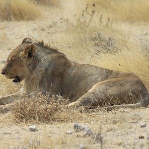 Lion at Etosha National Park