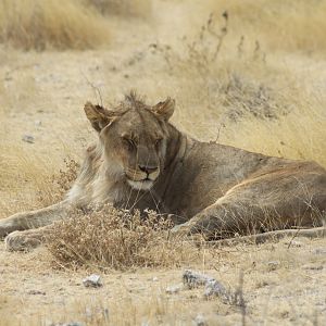 Lion at Etosha National Park