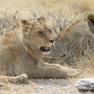 Lion at Etosha National Park