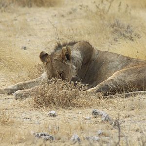 Lion at Etosha National Park